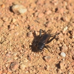 Teleogryllus commodus at Fyshwick, ACT - 24 Apr 2018 03:37 PM