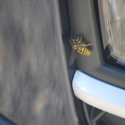 Vespula germanica (European wasp) at Fyshwick, ACT - 24 Apr 2018 by natureguy