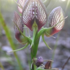 Cryptostylis erecta (Bonnet Orchid) at Meroo National Park - 4 Jan 2015 by MatthewFrawley