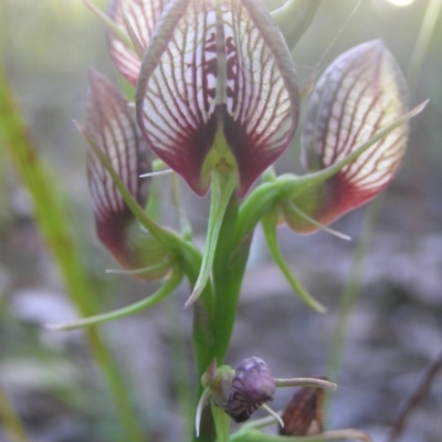 Cryptostylis erecta (Bonnet Orchid) at Meroo National Park - 4 Jan 2015 by MatthewFrawley