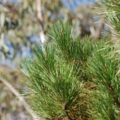 Pinus radiata (Monterey or Radiata Pine) at Wamboin, NSW - 27 Apr 2018 by natureguy