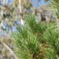 Pinus radiata at Wamboin, NSW - 28 Apr 2018