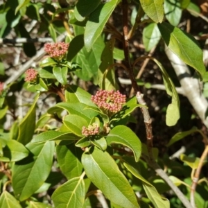 Viburnum tinus at Isaacs Ridge - 11 Aug 2018