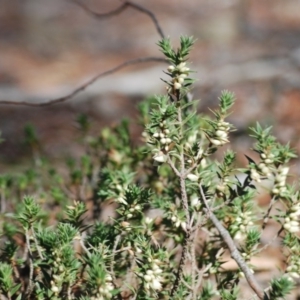 Melichrus urceolatus at Wamboin, NSW - 28 Apr 2018