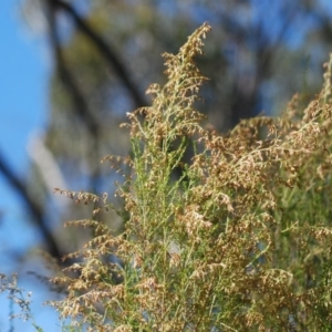 Cassinia sifton at Wamboin, NSW - 28 Apr 2018