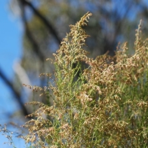 Cassinia sifton at Wamboin, NSW - 28 Apr 2018