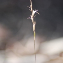 Rytidosperma sp. (Wallaby Grass) at Wamboin, NSW - 28 Apr 2018 by natureguy