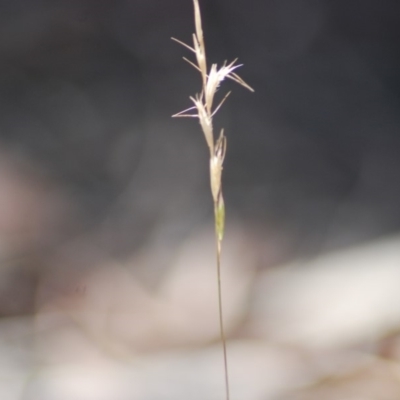 Rytidosperma sp. (Wallaby Grass) at Wamboin, NSW - 28 Apr 2018 by natureguy