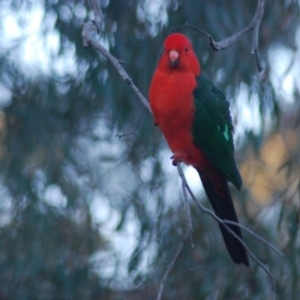 Alisterus scapularis at Wamboin, NSW - 6 May 2018