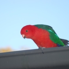 Alisterus scapularis at Wamboin, NSW - 6 May 2018