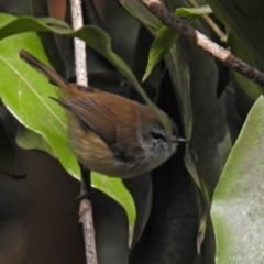 Gerygone mouki (Brown Gerygone) at Acton, ACT - 10 Aug 2018 by RodDeb