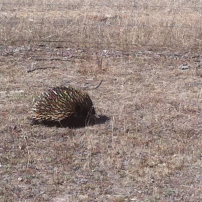 Tachyglossus aculeatus (Short-beaked Echidna) at Amaroo, ACT - 12 Mar 2017 by natureguy