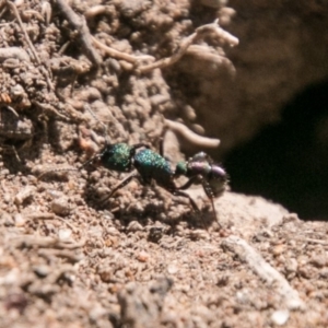 Rhytidoponera metallica at Stromlo, ACT - 11 Aug 2018 11:32 AM