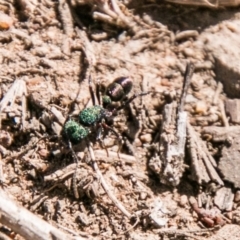 Rhytidoponera metallica at Stromlo, ACT - 11 Aug 2018