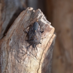 Poecilometis patruelis at Wamboin, NSW - 9 Jul 2018 07:18 PM