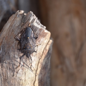 Poecilometis patruelis at Wamboin, NSW - 9 Jul 2018