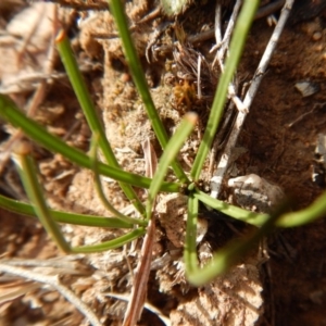 Diuris chryseopsis at Belconnen, ACT - 6 Aug 2018