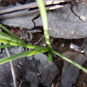 Diuris chryseopsis at Belconnen, ACT - suppressed