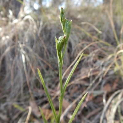 Bunochilus umbrinus (Broad-sepaled Leafy Greenhood) at Aranda, ACT - 10 Aug 2018 by CathB