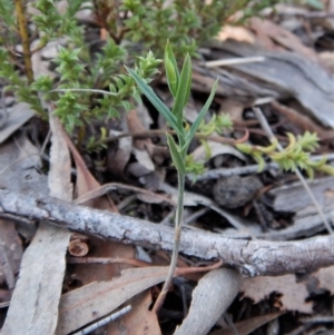 Bunochilus umbrinus (ACT) = Pterostylis umbrina (NSW) at suppressed - suppressed