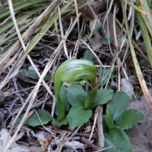 Pterostylis nutans at Belconnen, ACT - 10 Aug 2018