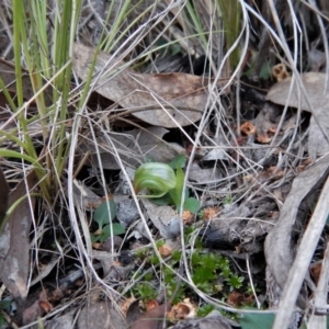 Pterostylis nutans at Belconnen, ACT - 10 Aug 2018