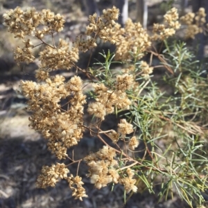 Cassinia quinquefaria at Illilanga & Baroona - 25 May 2018