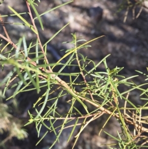 Cassinia quinquefaria at Illilanga & Baroona - 25 May 2018