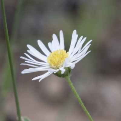 Brachyscome dentata (Lobe-Seed Daisy) at Illilanga & Baroona - 3 Jan 2018 by Illilanga