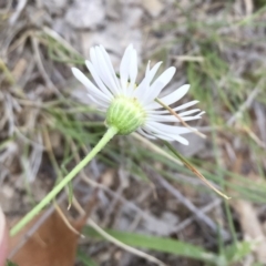 Brachyscome dentata at Michelago, NSW - 3 Jan 2018 05:20 PM