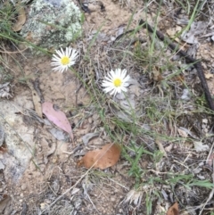 Brachyscome dentata at Michelago, NSW - 3 Jan 2018 05:20 PM