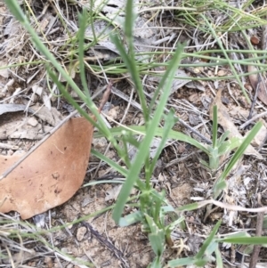 Brachyscome dentata at Michelago, NSW - 3 Jan 2018