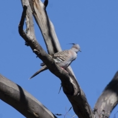 Ocyphaps lophotes (Crested Pigeon) at Michelago, NSW - 8 Dec 2011 by Illilanga