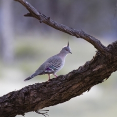 Ocyphaps lophotes (Crested Pigeon) at Michelago, NSW - 4 Jan 2014 by Illilanga