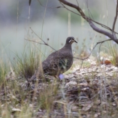 Phaps chalcoptera (Common Bronzewing) at Michelago, NSW - 27 Dec 2014 by Illilanga