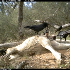 Corvus coronoides (Australian Raven) at Michelago, NSW - 13 May 2012 by Illilanga