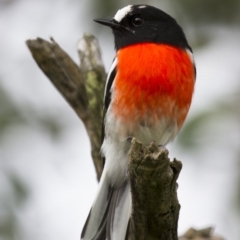 Petroica boodang (Scarlet Robin) at Michelago, NSW - 13 Apr 2014 by Illilanga
