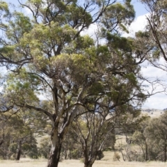 Eucalyptus melliodora (Yellow Box) at Michelago, NSW - 20 Dec 2010 by Illilanga