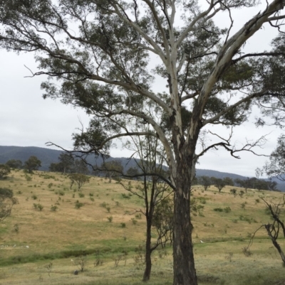 Eucalyptus melliodora (Yellow Box) at Illilanga & Baroona - 27 Nov 2016 by Illilanga