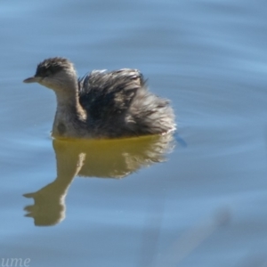 Poliocephalus poliocephalus at Greenway, ACT - 12 Aug 2018