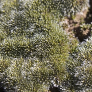 Grimmia sp. at Illilanga & Baroona - 12 Aug 2018