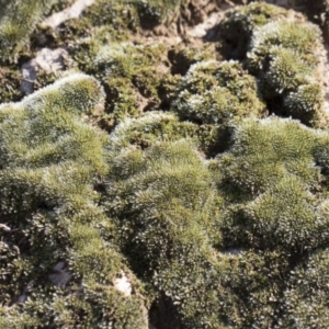 Grimmia sp. at Illilanga & Baroona - 12 Aug 2018