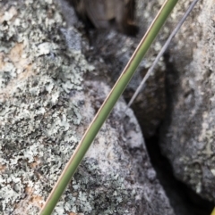 Lepidosperma laterale at Illilanga & Baroona - 6 Aug 2018 03:23 PM