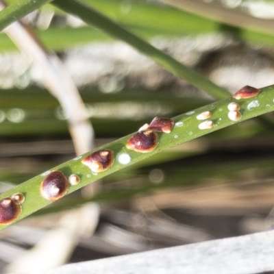 Monophlebulus sp. (genus) at Michelago, NSW - 6 Aug 2018 by Illilanga