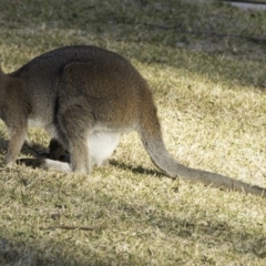 Notamacropus rufogriseus (Red-necked Wallaby) at Undefined - 9 Aug 2018 by IanS