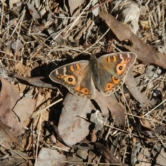 Junonia villida (Meadow Argus) at Hawker, ACT - 12 Aug 2018 by AlisonMilton