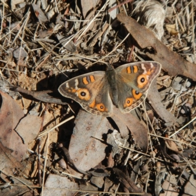 Junonia villida (Meadow Argus) at Hawker, ACT - 12 Aug 2018 by AlisonMilton