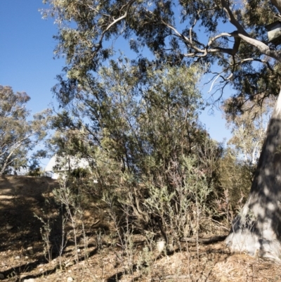 Acacia dealbata (Silver Wattle) at Michelago, NSW - 12 Aug 2018 by Illilanga