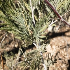 Acacia dealbata at Illilanga & Baroona - 12 Aug 2018