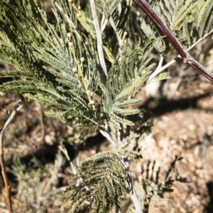 Acacia dealbata at Illilanga & Baroona - 12 Aug 2018 03:06 PM